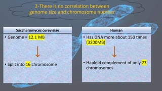 2-There is no correlation between
genome size and chromosome number
Saccharomyces cerevisiae
• Genome = 12.1 MB
• Split into 16 chromosome
Human
• Has DNA more about 150 times
(3200MB)
• Haploid complement of only 23
chromosomes
 
