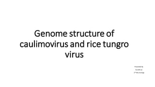 Genome structure of
caulimovirus and rice tungro
virus
Presented By
Surabhi ps
2nd Msc biology
 