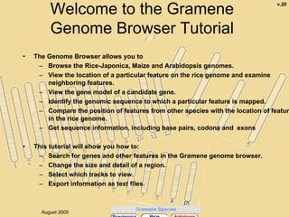 Welcome to the Gramene
                                                                                   v.20




         Genome Browser Tutorial
•   The Genome Browser allows you to
     – Browse the Rice-Japonica, Maize and Arabidopsis genomes.
     – View the location of a particular feature on the rice genome and examine
        neighboring features.
     – View the gene model of a candidate gene.
     – Identify the genomic sequence to which a particular feature is mapped.
     – Compare the position of features from other species with the location of featur
        in the rice genome.
     – Get sequence information, including base pairs, codons and exons

•   This tutorial will show you how to:
     – Search for genes and other features in the Gramene genome browser.
     – Change the size and detail of a region.
     – Select which tracks to view.
     – Export information as text files.

                                                                               1
      August 2005
 