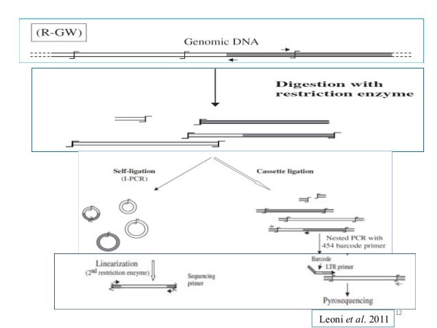 genome walking a new strategy for