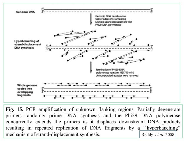 genome walking a new strategy for