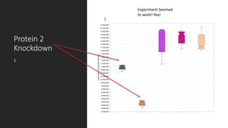 Protein 2
Knockdown
1
1
Experiment Seemed
to work! Yea!
 