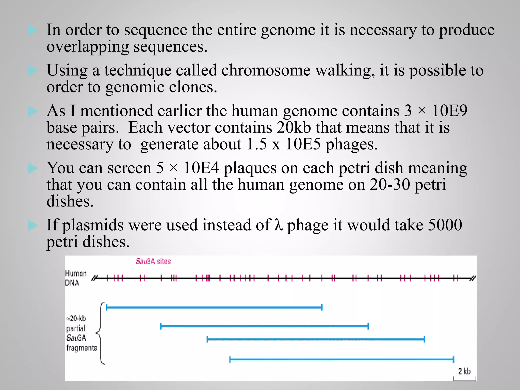  In order to sequence the entire genome it is necessary to produce
overlapping sequences.
 Using a technique called chromosome walking, it is possible to
order to genomic clones.
 As I mentioned earlier the human genome contains 3 × 10E9
base pairs. Each vector contains 20kb that means that it is
necessary to generate about 1.5 x 10E5 phages.
 You can screen 5 × 10E4 plaques on each petri dish meaning
that you can contain all the human genome on 20-30 petri
dishes.
 If plasmids were used instead of λ phage it would take 5000
petri dishes.
 
