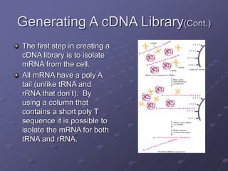 Genomic and cDNA Libraries.ppt | Biological Sciences | Science