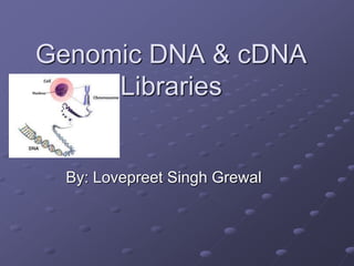Genomic and c dna libraries by lovepreet singh grewal | PPT