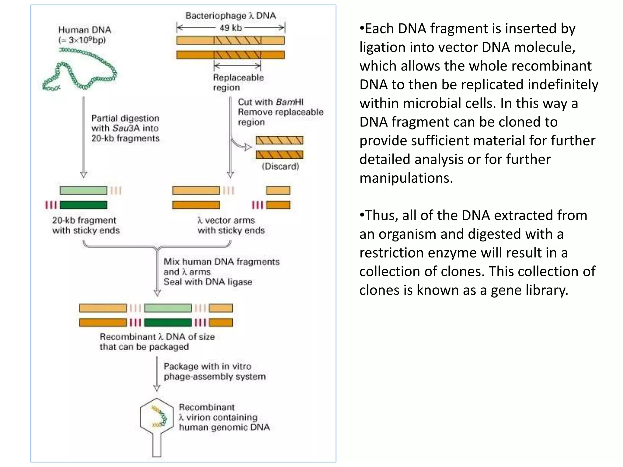 Genomic and c dna library | PPTX