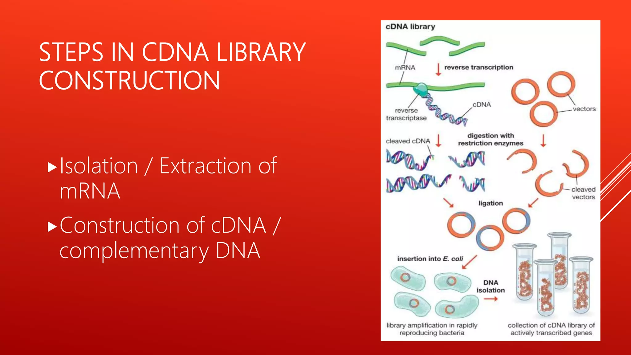 Genomic and c dna library by Kailash Sontakke | PPT