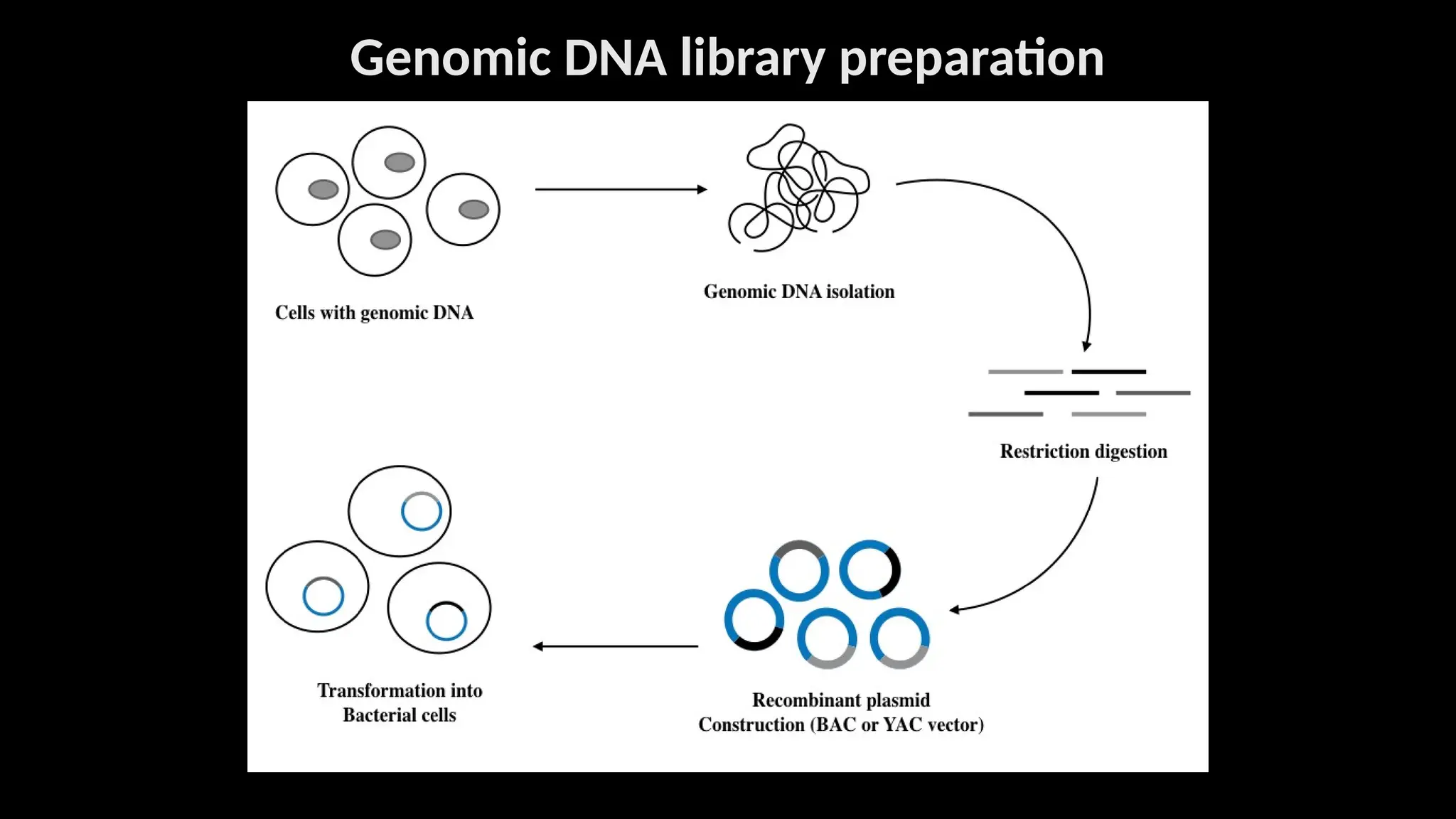 genomic and cDNA library in recombinanat DNA technology | PPTX