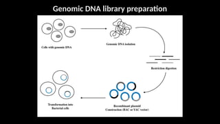 genomic and cDNA library in recombinanat DNA technology | PPT