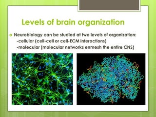 Levels of brain organization


Neurobiology can be studied at two levels of organization:
-cellular (cell-cell or cell-EC...