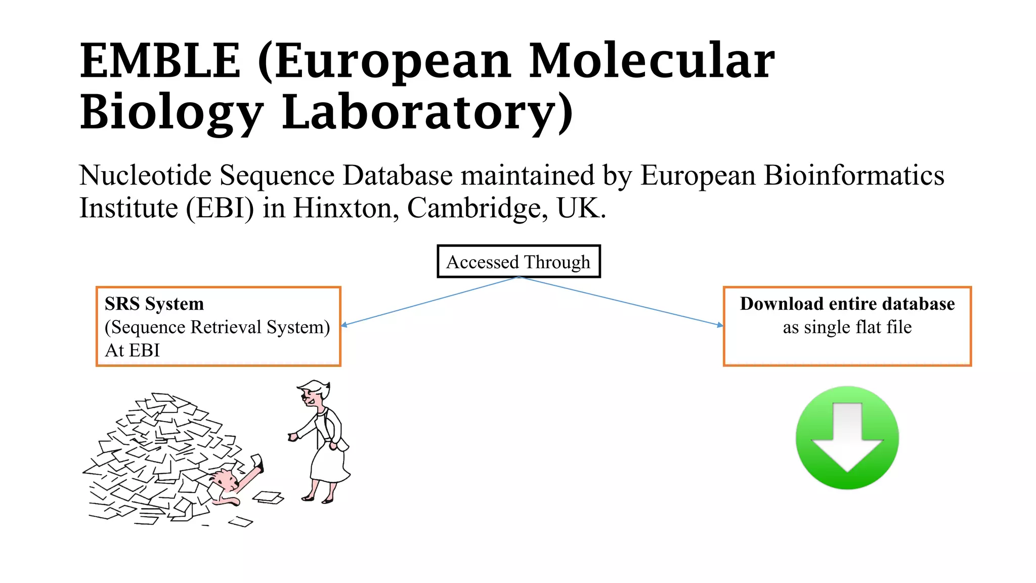 EMBLE (European Molecular
Biology Laboratory)
Nucleotide Sequence Database maintained by European Bioinformatics
Institute (EBI) in Hinxton, Cambridge, UK.
Accessed Through
SRS System
(Sequence Retrieval System)
At EBI
Download entire database
as single flat file
 