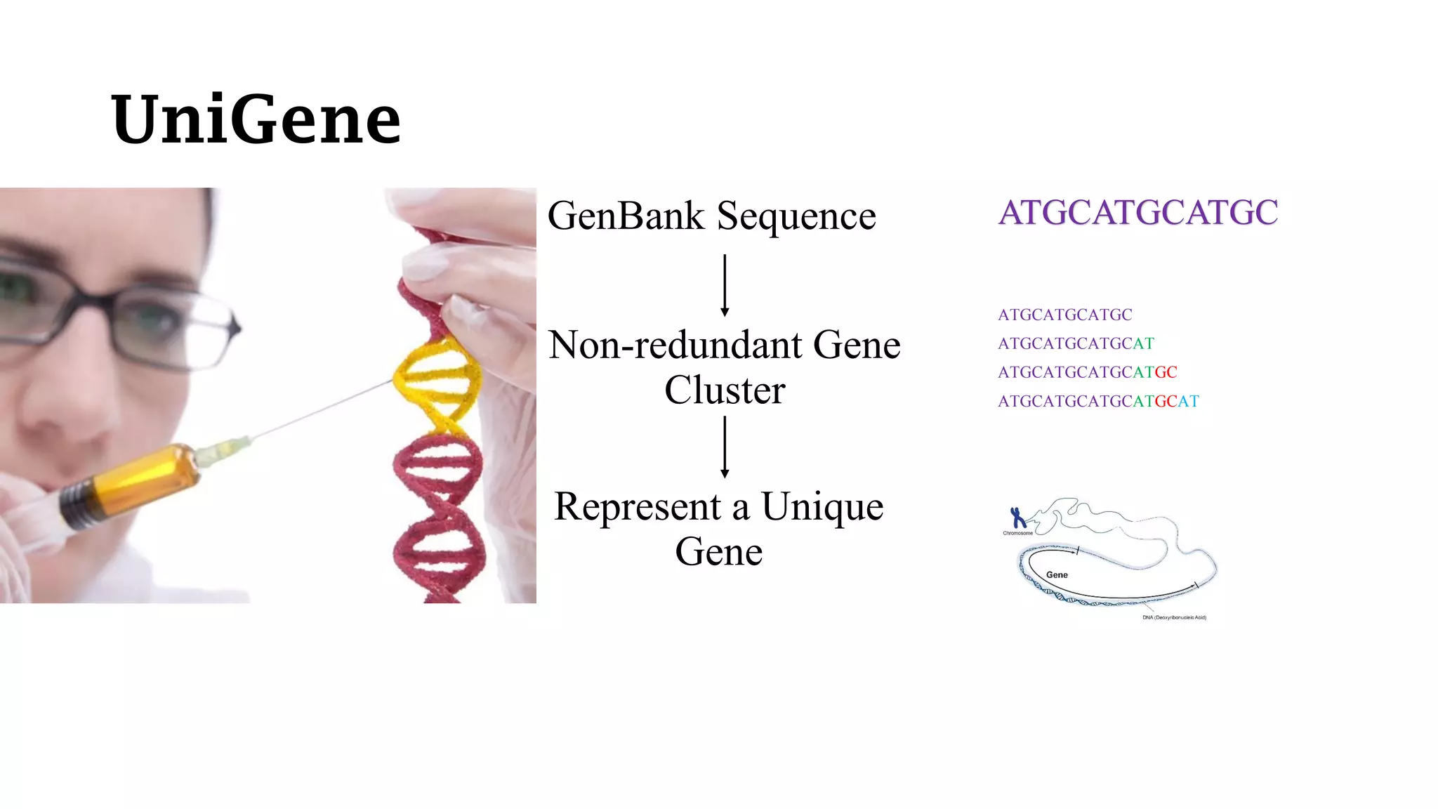 UniGene
GenBank Sequence
Non-redundant Gene
Cluster
Represent a Unique
Gene
ATGCATGCATGC
ATGCATGCATGC
ATGCATGCATGCAT
ATGCATGCATGCATGC
ATGCATGCATGCATGCAT
 