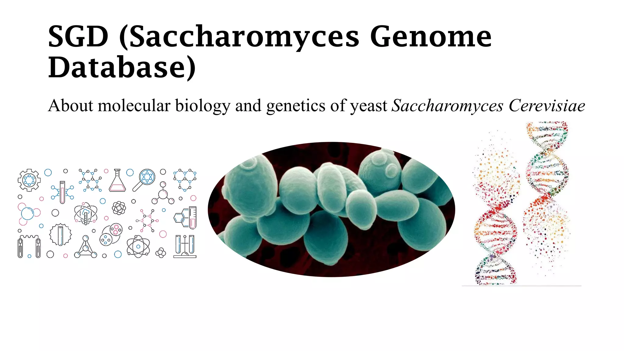 SGD (Saccharomyces Genome
Database)
About molecular biology and genetics of yeast Saccharomyces Cerevisiae
 