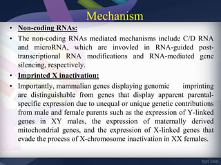 Mechanism
• Non-coding RNAs:
• The non-coding RNAs mediated mechanisms include C/D RNA
and microRNA, which are invovled in RNA-guided post-
transcriptional RNA modifications and RNA-mediated gene
silencing, respectively.
• Imprinted X inactivation:
• Importantly, mammalian genes displaying genomic imprinting
are distinguishable from genes that display apparent parental-
specific expression due to unequal or unique genetic contributions
from male and female parents such as the expression of Y-linked
genes in XY males, the expression of maternally derived
mitochondrial genes, and the expression of X-linked genes that
evade the process of X-chromosome inactivation in XX females.
 