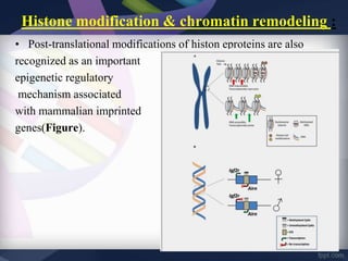 Histone modification & chromatin remodeling :
• Post-translational modifications of histon eproteins are also
recognized as an important
epigenetic regulatory
mechanism associated
with mammalian imprinted
genes(Figure).
 