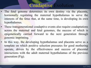 Coadaptive Evolution
• The fetal genome determines its own destiny via the placenta,
hormonally regulating the maternal hypothalamus to serve the
interests of the fetus that, at the same time, is developing its own
hypothalamus.
• These transgenerational coadaptive events also require coadaptations
across the maternal and fetal genomes, the success of which is
epigenetically carried forward to the next generation through
genomic imprinting.
• In this way, the developing hypothalamus and placenta serve as a
template on which positive selection pressures for good mothering
operate, driven by the effectiveness and success of placental
interactions with the adult maternal hypothalamus of the previous
generation (Fig).
 