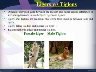 Ligers v/s Tiglons
• Different imprinted gene between the mother and father causes difference in
size and appearance in size between ligers and tiglons
• Ligers and Tiglons are progenies that come from matings between lions and
tigers
• Ligers: father is a lion and mother is a tiger ;
• Tiglons: father is a tiger and mother is a lion.
 