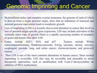 Genomic Imprinting and Cancer
• Hydatidiform moles and complete ovarian teratomas, the genome of each of which
is derived from a single parental origin, show that an imbalance of maternal and
paternal genome equivalents leads to neoplastic growth.
• Loss of imprinting (LOI) is a recently discovered alteration in cancer that involves
loss of parental origin-specific gene expression. LOI may include activation of the
normally silent copy of growth-There is a rapidly increasing number of examples
of genes and tumors that show LOI.
• Genes include IGF2, H19, and p57 . Tumors include Wilms
tumor;hepatoblastoma; rhabdomyosarcoma; Ewing sarcoma; uterine, cervical,
esophageal, prostate, lung, and colon cancer; choriocarcinoma; and germ-cell
tumors.
• Thus LOI is one of the most common alterations in human cancer. Since normal
imprinting is reversible, LOI also may be reversible and amenable to novel
therapeutic approaches, such as modification with 5-aza-2′-deoxycytidine, an
inhibitor of DNA methylation.
 