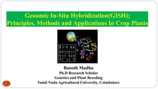 Genomic In-Situ Hybridization(GISH);
Principles, Methods and Applications In Crop Plants
1
Banoth Madhu
Ph.D Research Scholar
Genetics and Plant Breeding
Tamil Nadu Agricultural University, Coimbatore
 