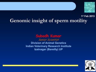 Genomic insight of sperm motility
Subodh Kumar
Senior Scientist
Division of Animal Genetics
Indian Veterinary Research Institute
Izatnagar (Bareilly) UP
1st
Feb 2013
 