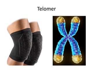 Telomer
 