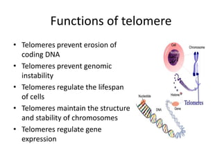 Functions of telomere
• Telomeres prevent erosion of
coding DNA
• Telomeres prevent genomic
instability
• Telomeres regulate the lifespan
of cells
• Telomeres maintain the structure
and stability of chromosomes
• Telomeres regulate gene
expression
 