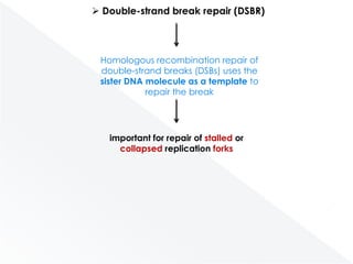  Double-strand break repair (DSBR)

Homologous recombination repair of
double-strand breaks (DSBs) uses the
sister DNA molecule as a template to
repair the break

important for repair of stalled or
collapsed replication forks

 