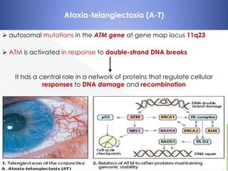Ataxia-telangiectasia (A-T)
 autosomal mutations in the ATM gene at gene map locus 11q23
 ATM is activated in response to double-strand DNA breaks

It has a central role in a network of proteins that regulate cellular
responses to DNA damage and recombination

 
