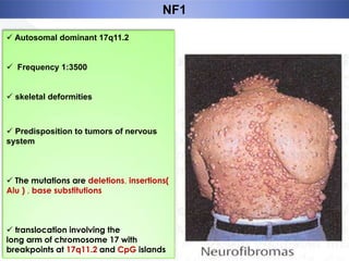NF1
 Autosomal dominant 17q11.2
 Frequency 1:3500
 skeletal deformities

 Predisposition to tumors of nervous
system

 The mutations are deletions, insertions(
Alu ) , base substitutions

 translocation involving the
long arm of chromosome 17 with
breakpoints at 17q11.2 and CpG islands

 