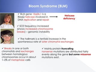 Bloom Syndrome (BLM)
 BLM gene 15q26.1 is a
ReqQ helicase involved in
DNA replication and repair

Helicase
deficiency

 SCE frequency increased
(shows increased chromosome
breaks) – genomic instability
 The hallmark is a tenfold increase in the
spontaneous rate of sister chromatid exchanges
 Breaks in one or both
chromatids and exchanges
between homologous
chromosomes occur in about
1–2% of metaphase cells

 Mainly protein-truncating
nonsense mutations are distributed fairly
evenly along the gene but some missense
mutations exist.

 