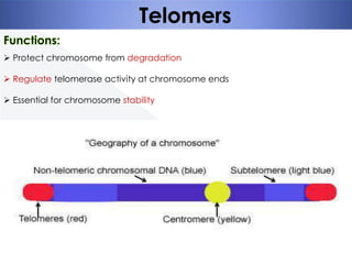 Telomers
 Protect chromosome from degradation
 Regulate telomerase activity at chromosome ends
 Essential for chromosome stability

 