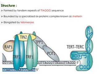  Formed by tandem repeats of TTAGGG sequence
 Bounded by a specialized six-proteins complex known as shelterin
 Elongated by telomerase

 