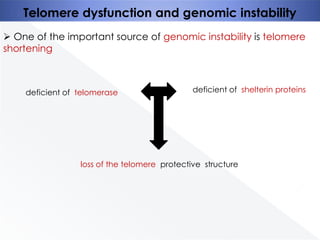 Telomere dysfunction and genomic instability
 One of the important source of genomic instability is telomere
shortening

deficient of telomerase

deficient of shelterin proteins

loss of the telomere protective structure

 