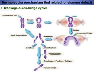 The molecular mechanisms that related to telomere defects

 
