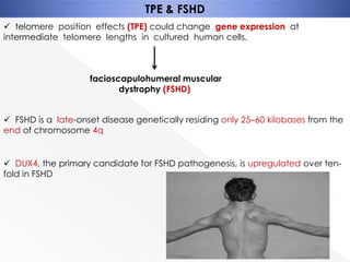 TPE & FSHD
 telomere position effects (TPE) could change gene expression at
intermediate telomere lengths in cultured human cells.

facioscapulohumeral muscular
dystrophy (FSHD)
 FSHD is a late-onset disease genetically residing only 25–60 kilobases from the
end of chromosome 4q

 DUX4, the primary candidate for FSHD pathogenesis, is upregulated over tenfold in FSHD

 