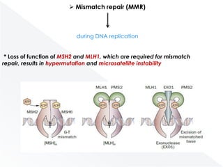  Mismatch repair (MMR)

during DNA replication

* Loss of function of MSH2 and MLH1, which are required for mismatch
repair, results in hypermutation and microsatellite instability

 