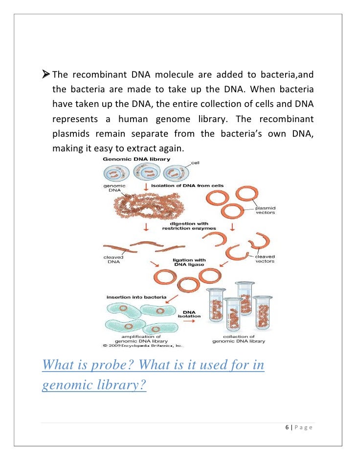 genomic library genomic library