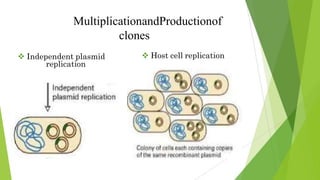 MultiplicationandProductionof
clones
 Independent plasmid
replication
 Host cell replication
 