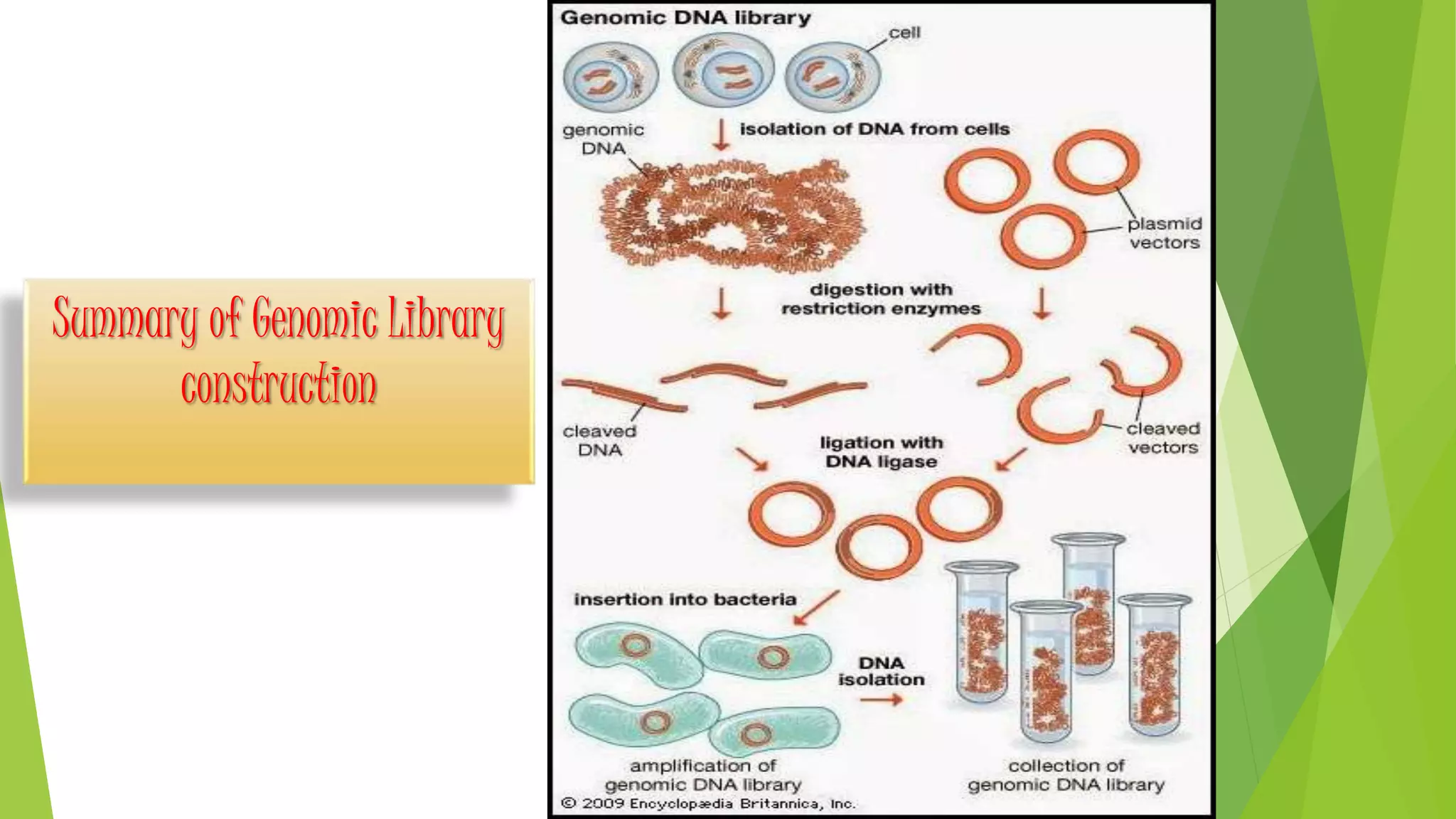 Summary of Genomic Library
construction
 