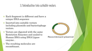 3. Introduction into suitable vectors
 Each fragment is different and have a
unique DNA sequence
 Inserted into suitable vectors
including plasmids and bacteriophage
vectors.
 Vectors are digested with the same
Restriction Enzymes and sealed to
Human DNA using DNA Ligase
enzyme .
 The resulting molecules are
recombinant.
 