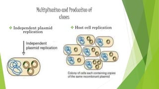 Multiplication and Production of
clones
 Independent plasmid
replication
 Host cell replication
 