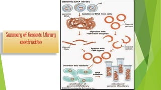 Summary of Genomic Library
construction
 