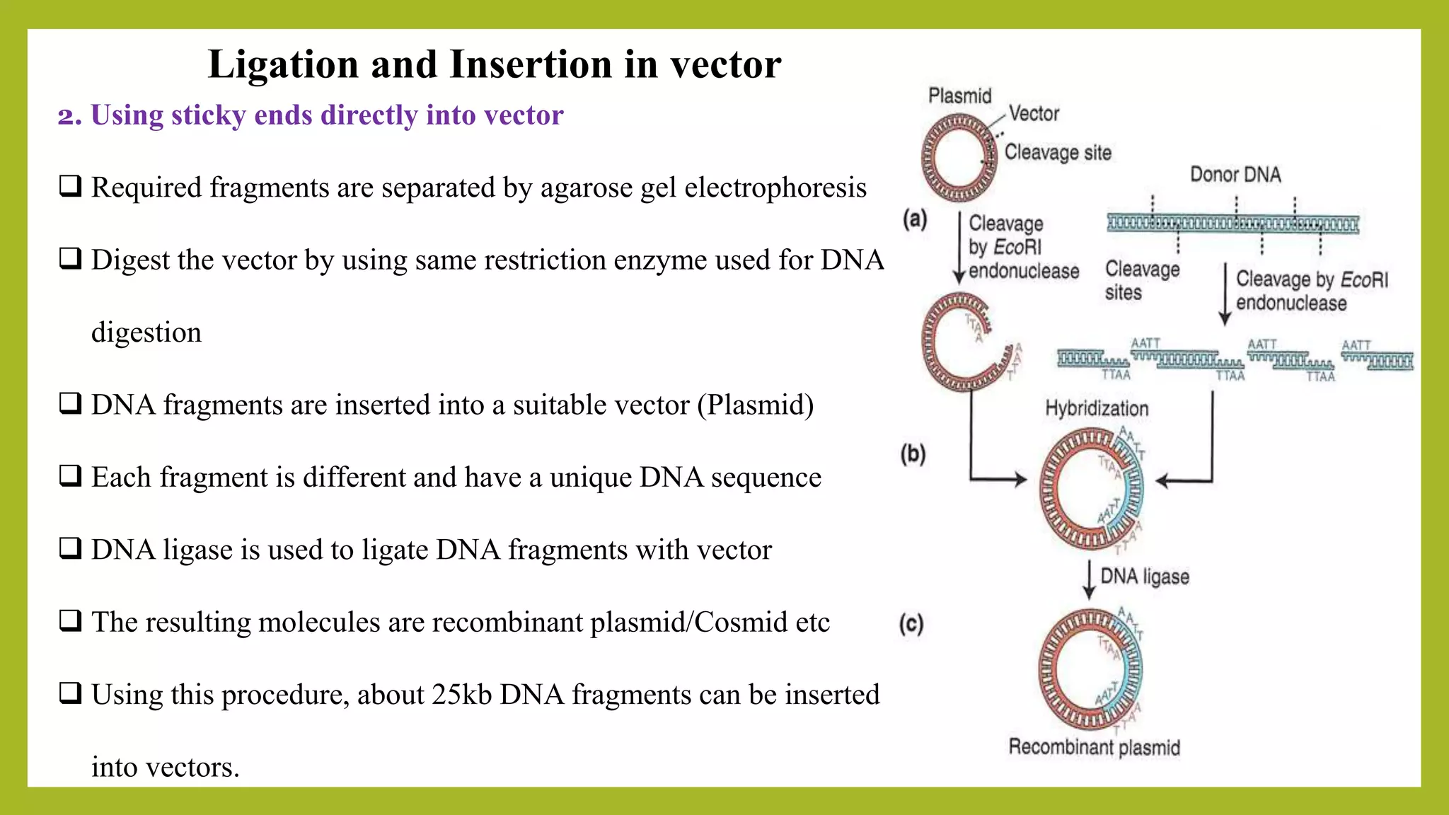 Ligation and Insertion in vector
2. Using sticky ends directly into vector
 Required fragments are separated by agarose gel electrophoresis
 Digest the vector by using same restriction enzyme used for DNA
digestion
 DNA fragments are inserted into a suitable vector (Plasmid)
 Each fragment is different and have a unique DNA sequence
 DNA ligase is used to ligate DNA fragments with vector
 The resulting molecules are recombinant plasmid/Cosmid etc
 Using this procedure, about 25kb DNA fragments can be inserted
into vectors.
 