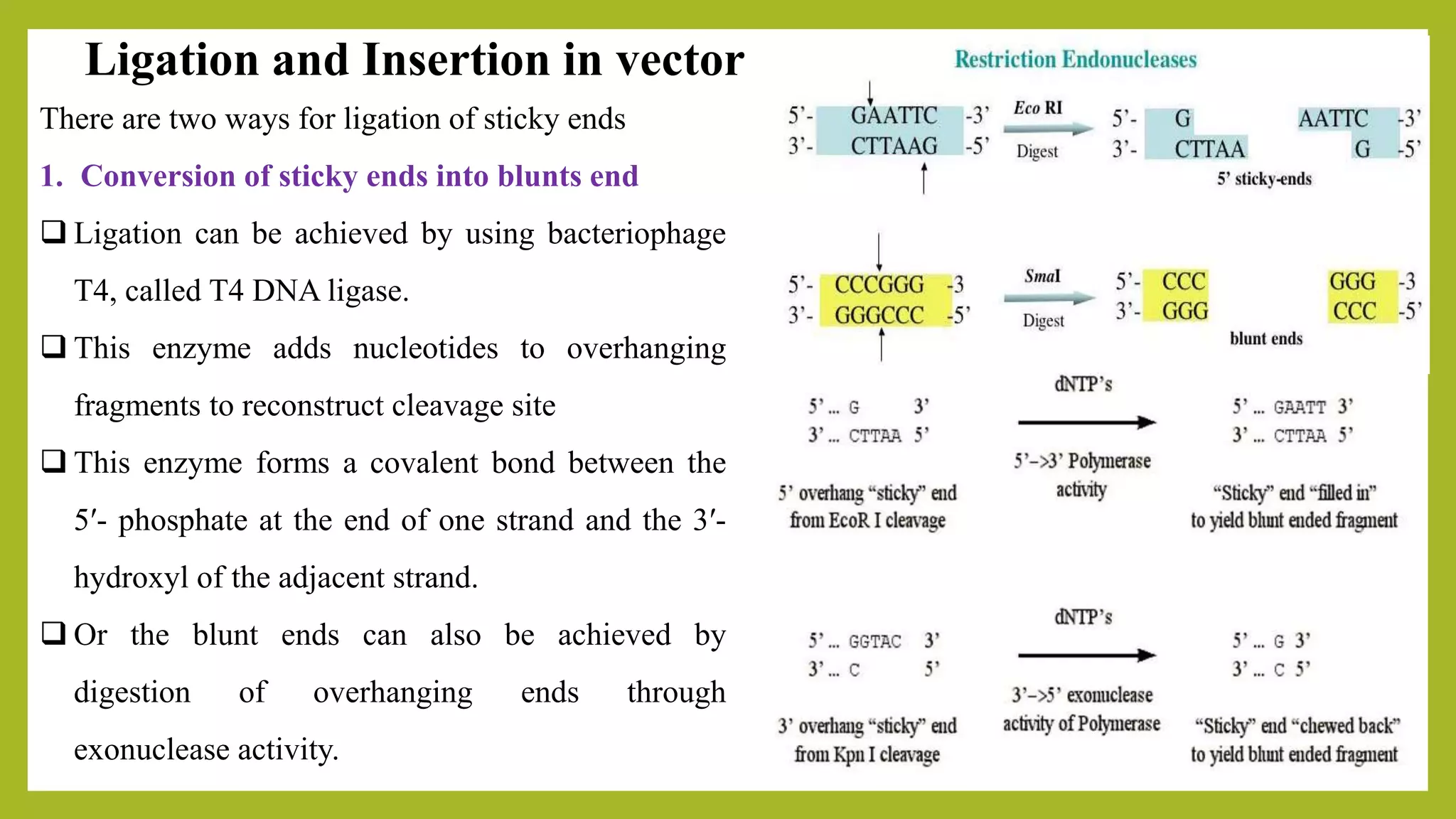 Ligation and Insertion in vector
There are two ways for ligation of sticky ends
1. Conversion of sticky ends into blunts end
 Ligation can be achieved by using bacteriophage
T4, called T4 DNA ligase.
 This enzyme adds nucleotides to overhanging
fragments to reconstruct cleavage site
 This enzyme forms a covalent bond between the
5′- phosphate at the end of one strand and the 3′-
hydroxyl of the adjacent strand.
 Or the blunt ends can also be achieved by
digestion of overhanging ends through
exonuclease activity.
 