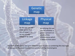 Genetic
map
Linkage
map
Physical
map
By this we can tell
if the genes that
are of target 2 in
no are closely
linked or far away
By utilizing this we
can tell whether a
gene is present on
which of the
chromosome.which
is exact at that place
But both of the above test give different type of data so combining this two type
of data gives the exact location and position of that desired gene
5/10/2020
 