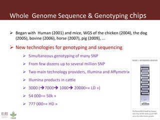 Genomic  selection in Livestock