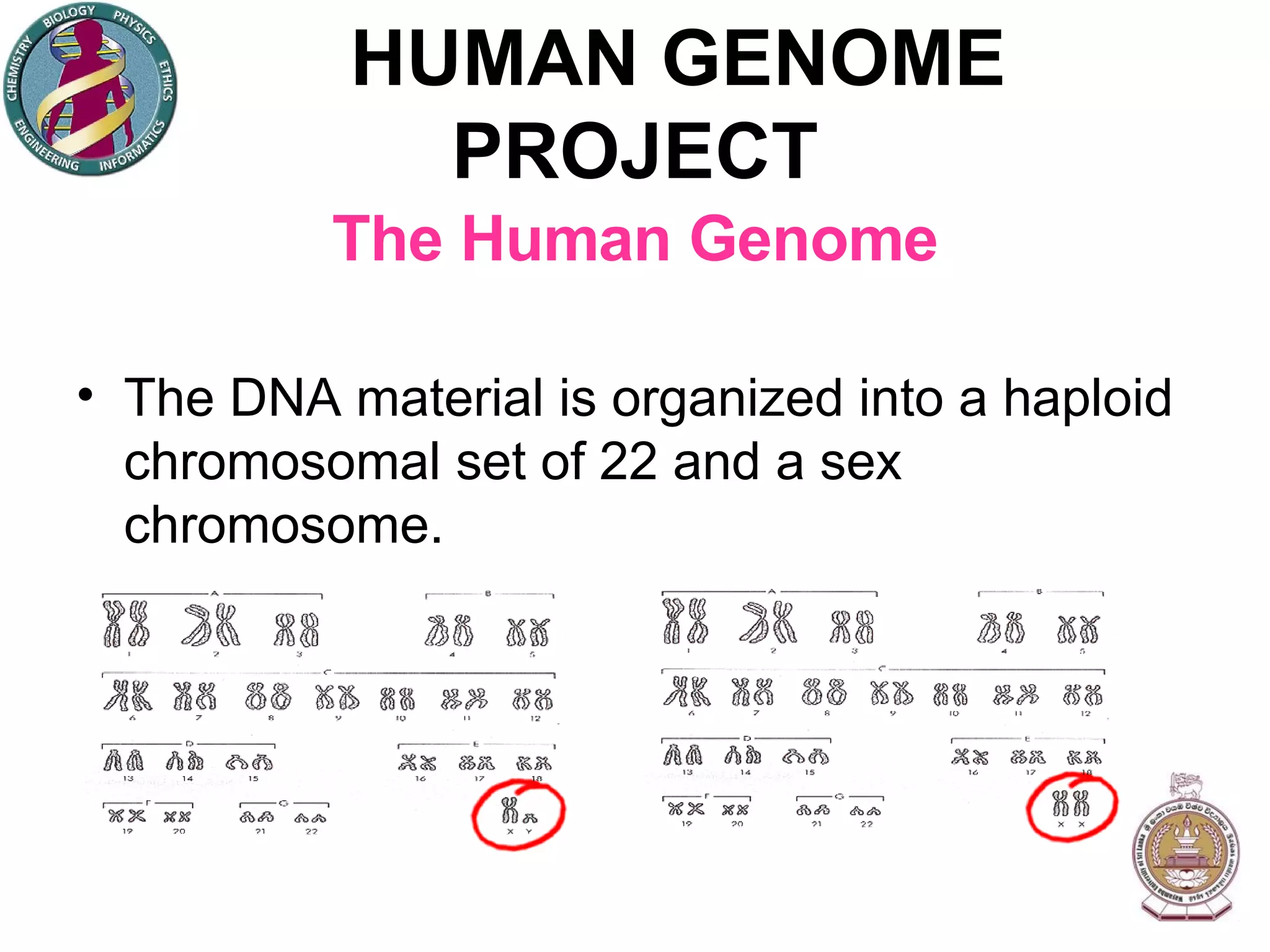 HUMAN GENOME PROJECT The Human Genome The DNA material is organized into a haploid chromosomal set of 22 and a sex chromosome. 