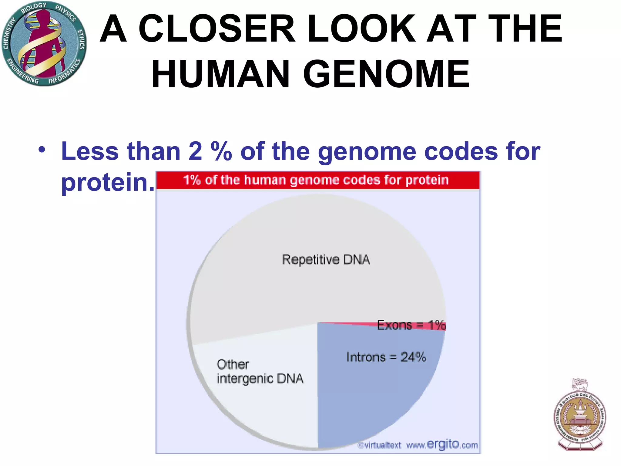A CLOSER LOOK AT THE HUMAN GENOME Less than 2 % of the genome codes for protein. 