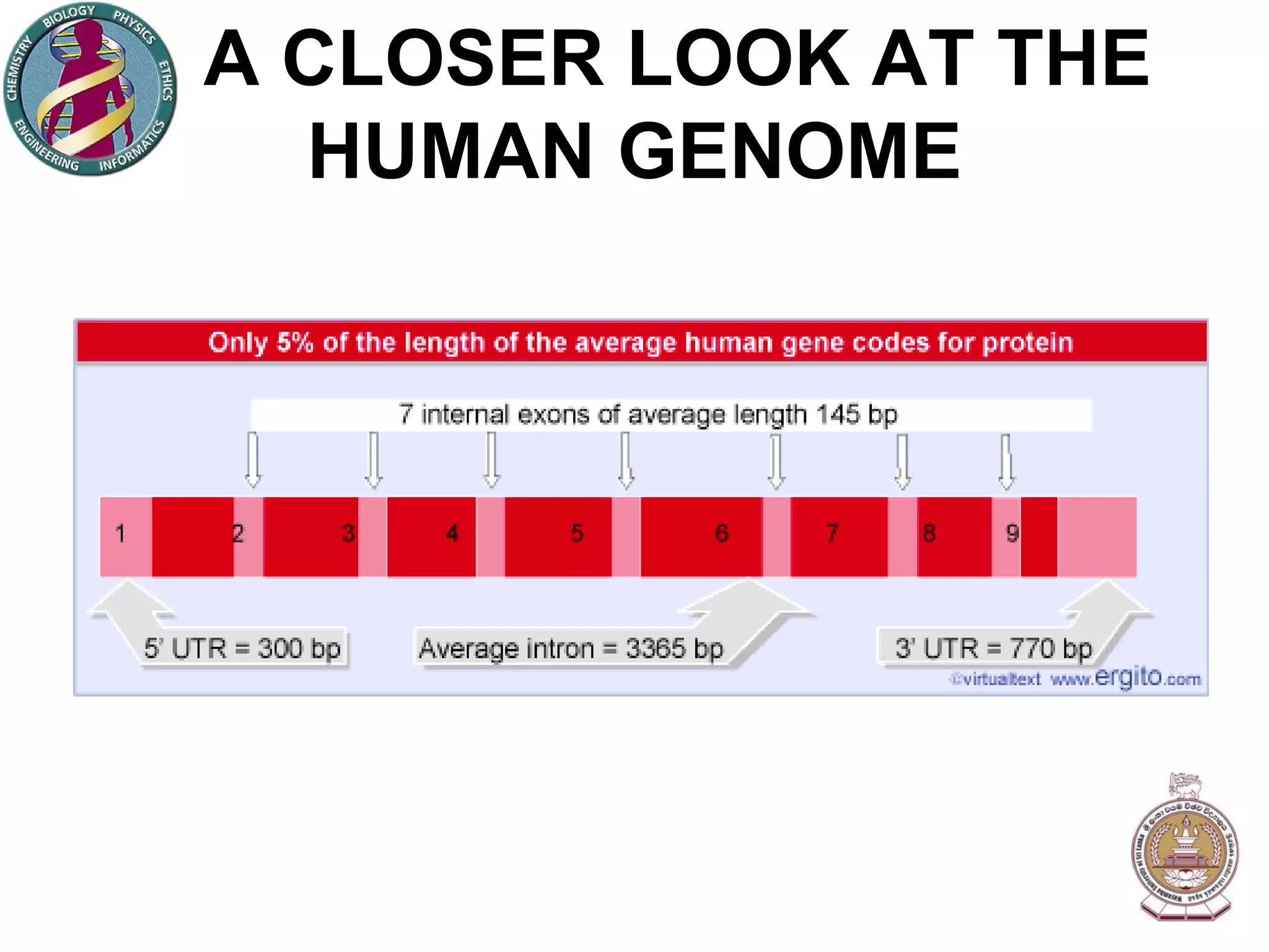 A CLOSER LOOK AT THE HUMAN GENOME 
