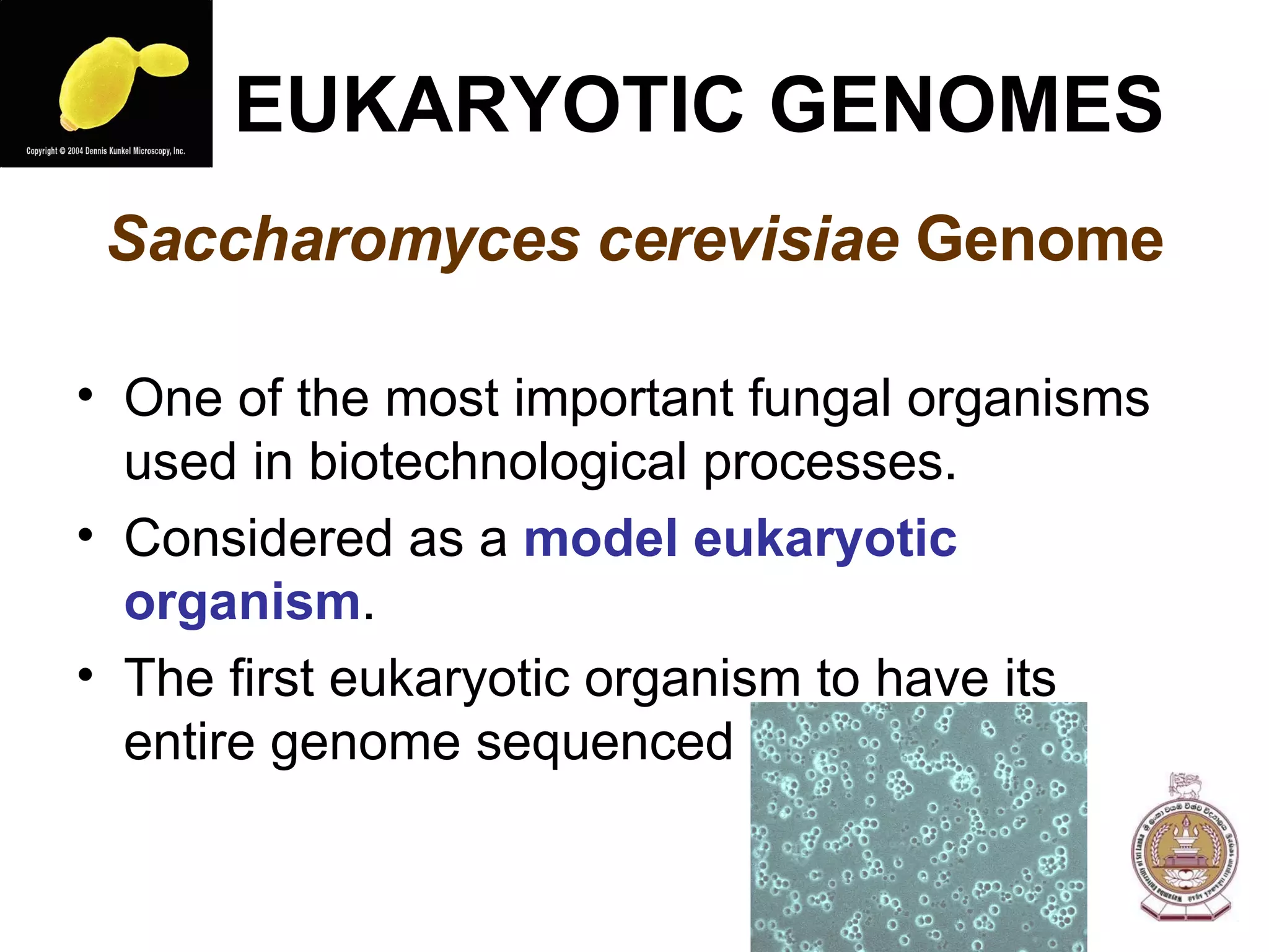 EUKARYOTIC GENOMES Saccharomyces cerevisiae  Genome One of the most important fungal organisms used in biotechnological processes. Considered as a  model eukaryotic organism . The first eukaryotic organism to have its entire genome sequenced 
